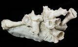 Cladochonus Fossil Coral - Crawfordsville, Indiana #48457-1